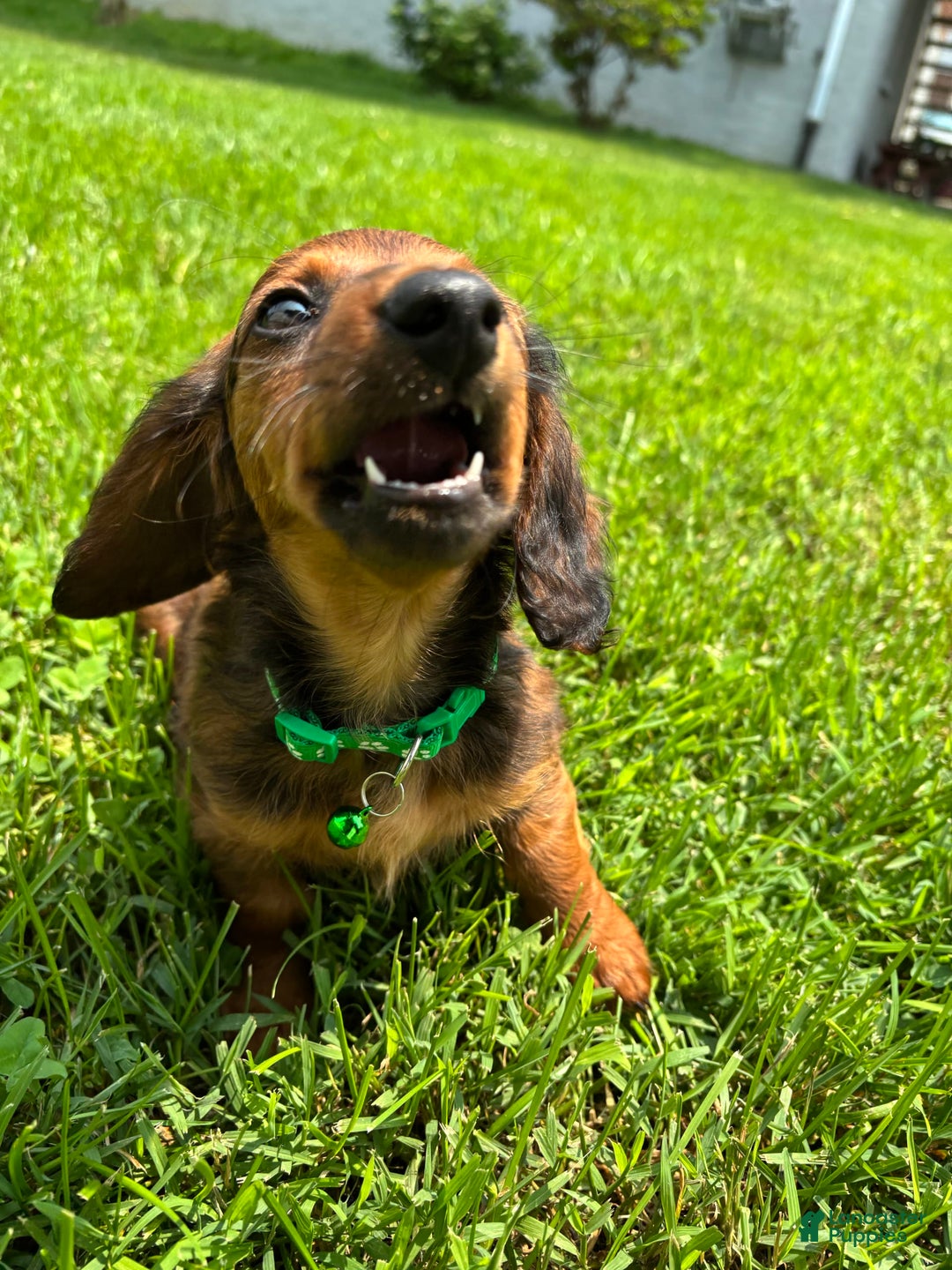 Miniature Dachshund dogs for sale: Clifford - Image 1