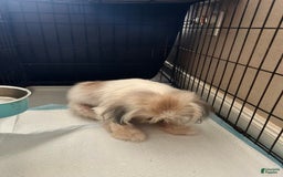 Shih Tzu dogs for sale: Junior - Image 6