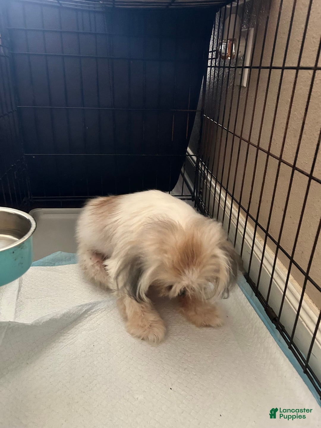 Shih Tzu dogs for sale: Junior - Image 6