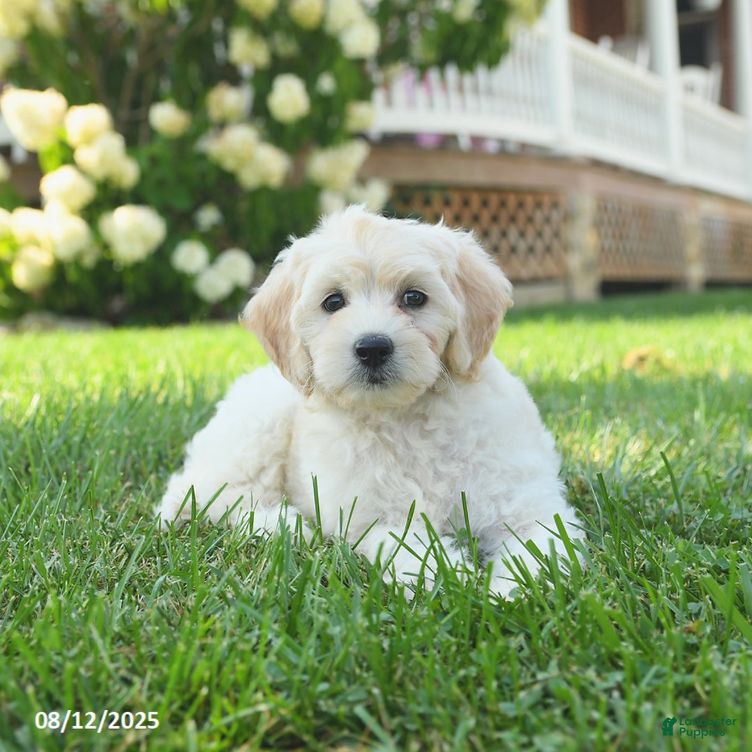 Mini Goldendoodle dogs for sale: Haven - Image 4