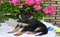 German Shepherd dogs for sale: Hope - Image 2