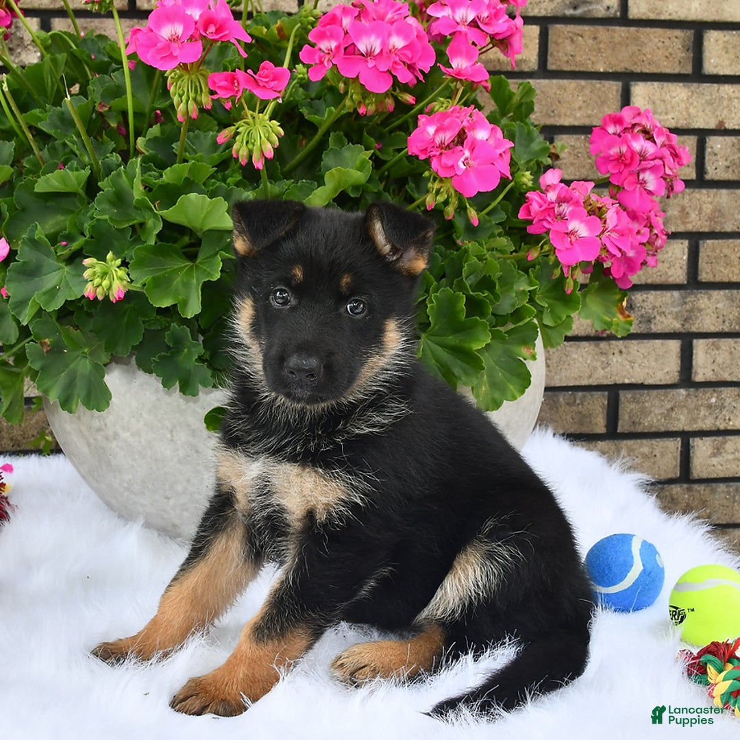 German Shepherd dogs for sale: Hope - Image 2