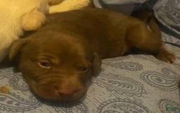 Labrador Retriever dogs for sale: Lilly - Image 1