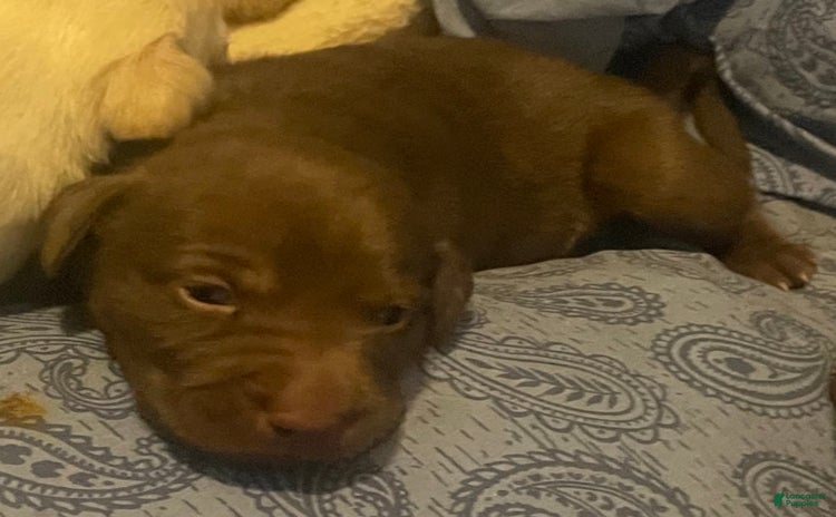 Labrador Retriever dogs for sale - Ad 5
