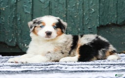 Australian Shepherd dogs for sale: Forest - Image 6