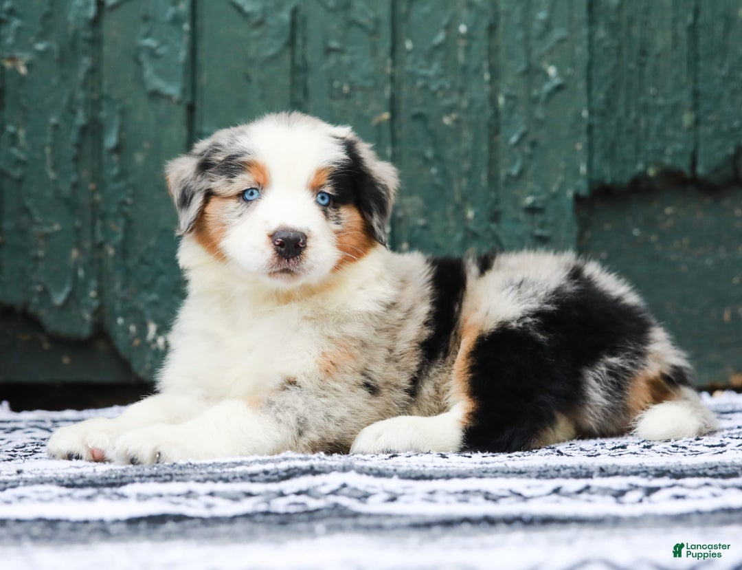 Australian Shepherd dogs for sale: Forest - Image 6
