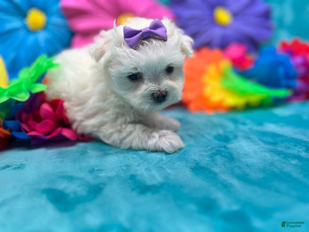 Maltese dogs for sale: AKC purple bow - Image 5