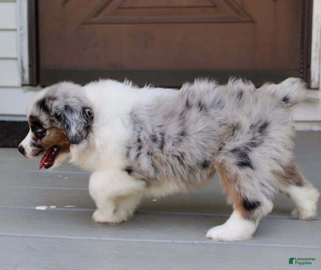 Miniature Australian Shepherd dogs for sale: Marley - Image 6