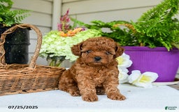 Toy Poodle dogs for sale: Nollie - Image 2