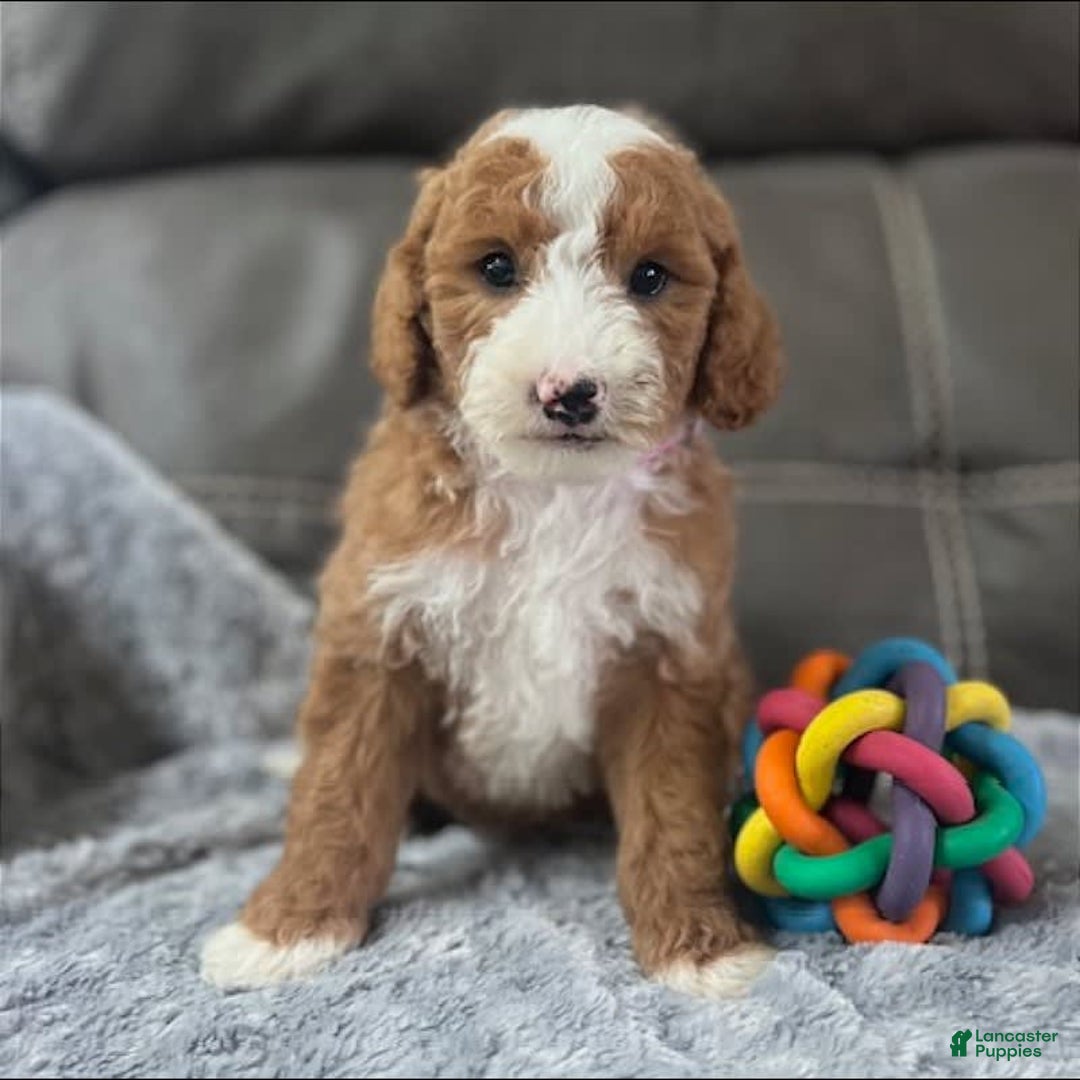 Mini Goldendoodle dogs for sale: Melanie Mini F1b - Image 9