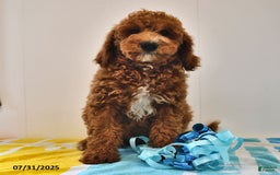 Mini Goldendoodle dogs for sale: Edger - Image 4