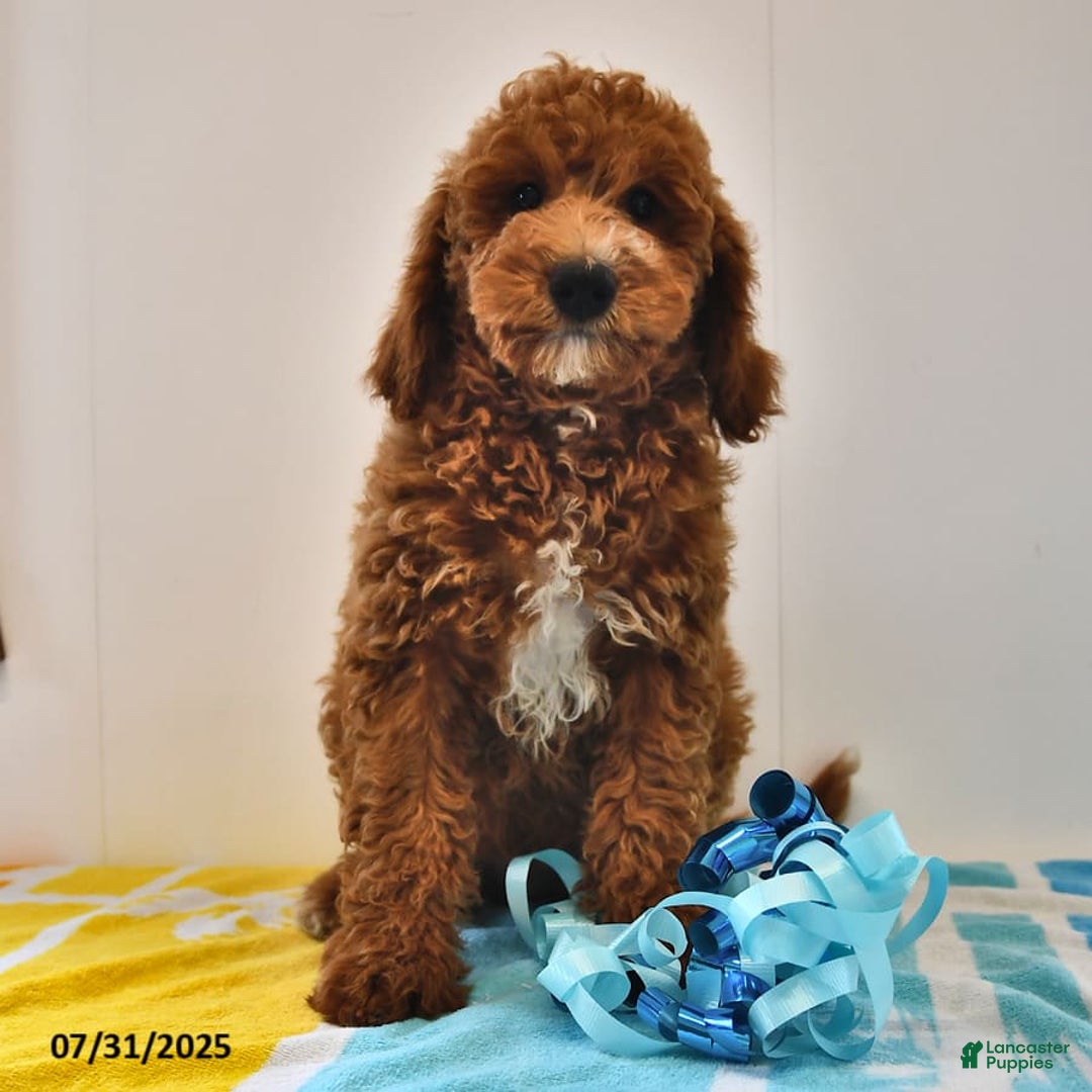 Mini Goldendoodle dogs for sale: Edger - Image 4