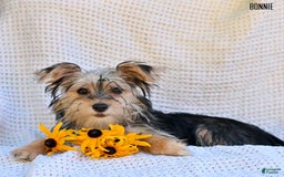 Morkie dogs for sale: Morkie 6 puppies - Image 2