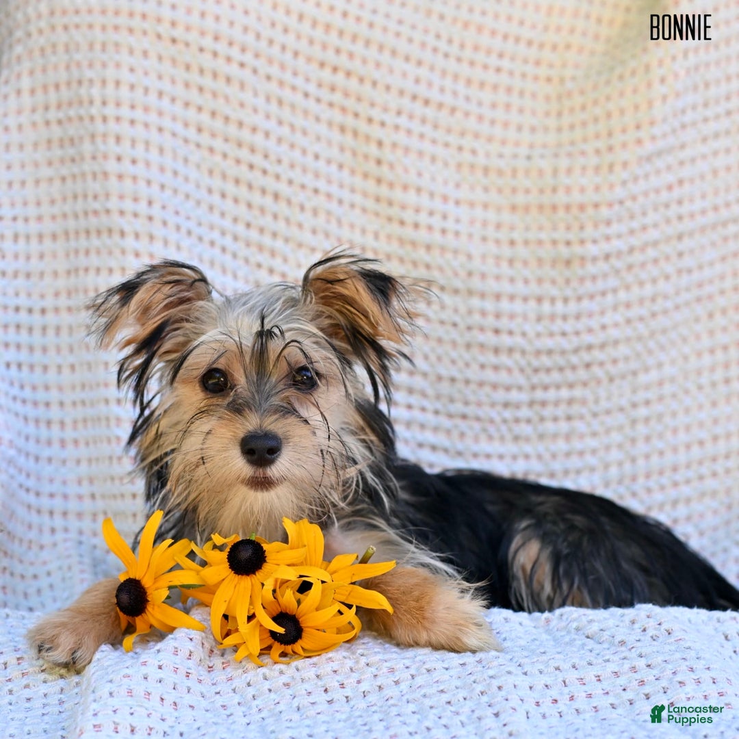 Morkie dogs for sale: Morkie 6 puppies - Image 2