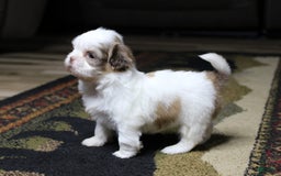 Shih Tzu dogs for sale: Macy - Image 4