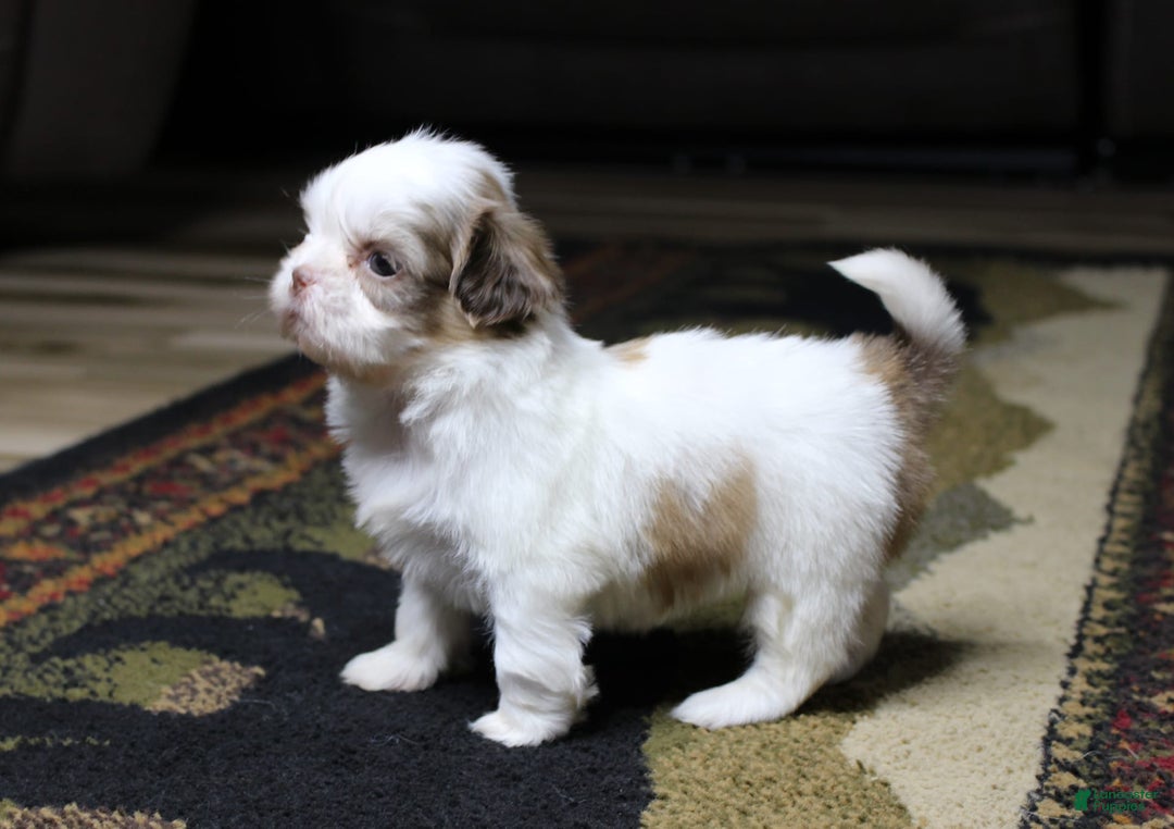 Shih Tzu dogs for sale: Macy - Image 4