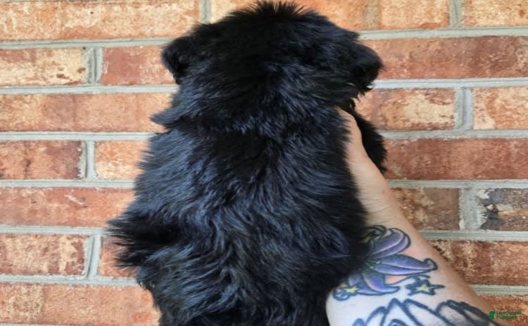 Miniature Schnauzer dogs for sale - Ad 1