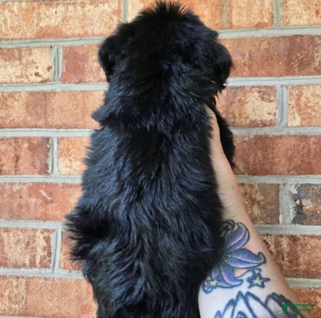 Miniature Schnauzer dogs for sale: Girl 2 - Image 1