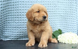 Golden Retriever dogs for sale: Uno - Image 3