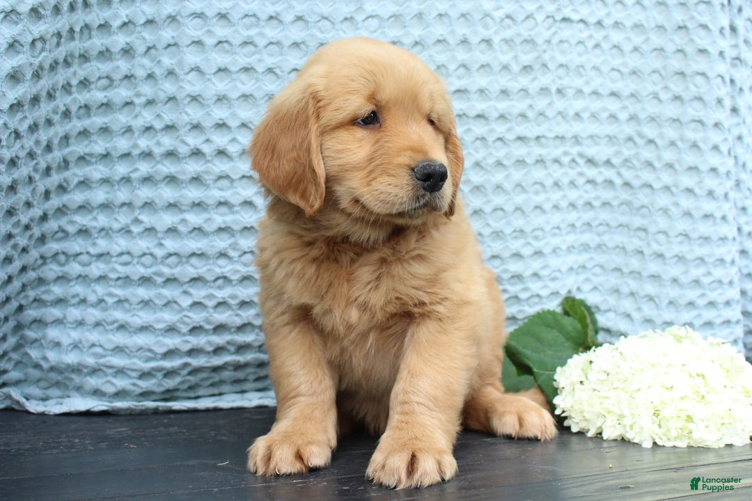 Golden Retriever dogs for sale: Uno - Image 3