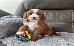 Mini Goldendoodle dogs for sale: Melanie Mini F1b - Image 8