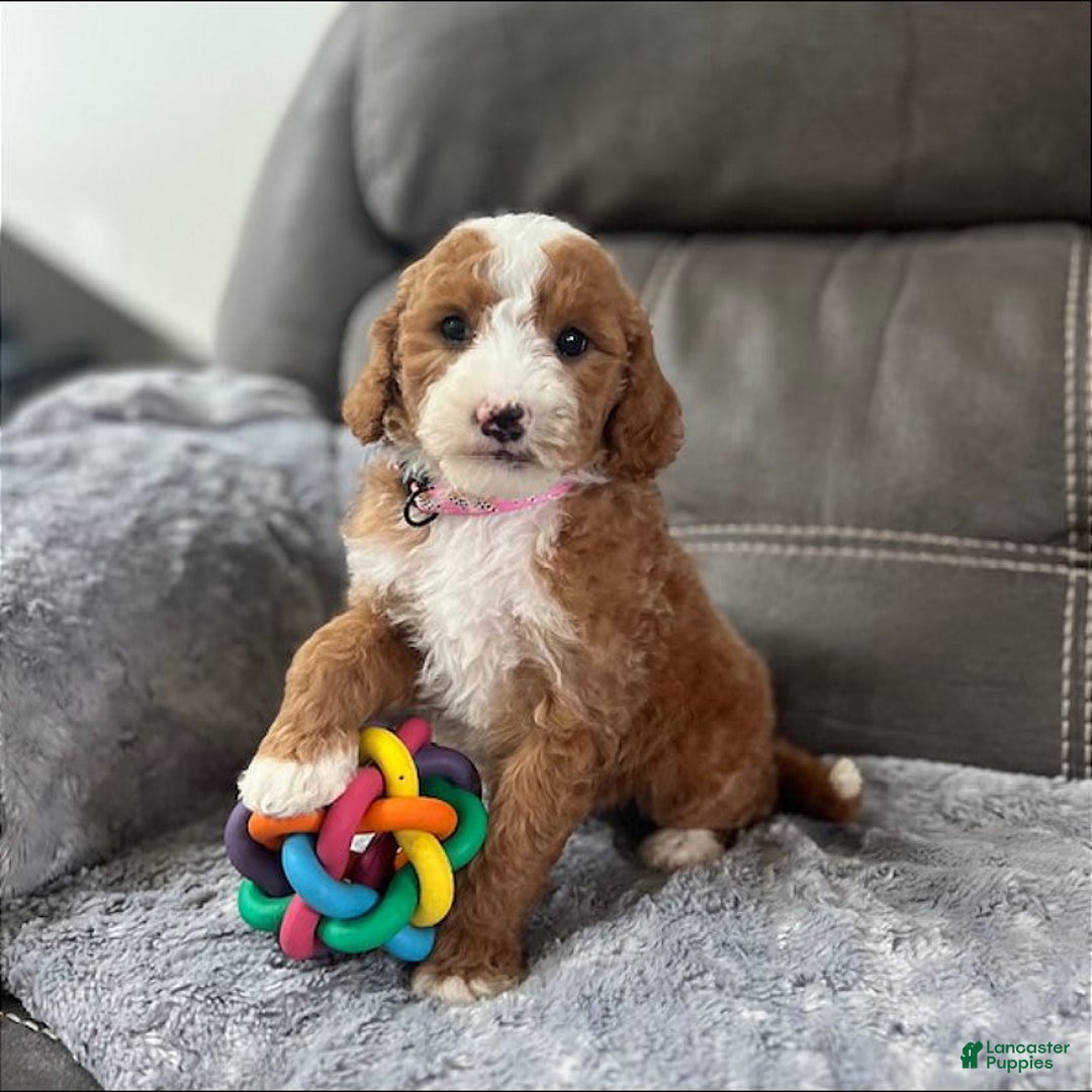 Mini Goldendoodle dogs for sale: Melanie Mini F1b - Image 8