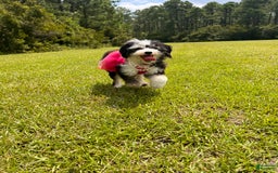 Aussiedoodle dogs for sale: Beau - Image 9