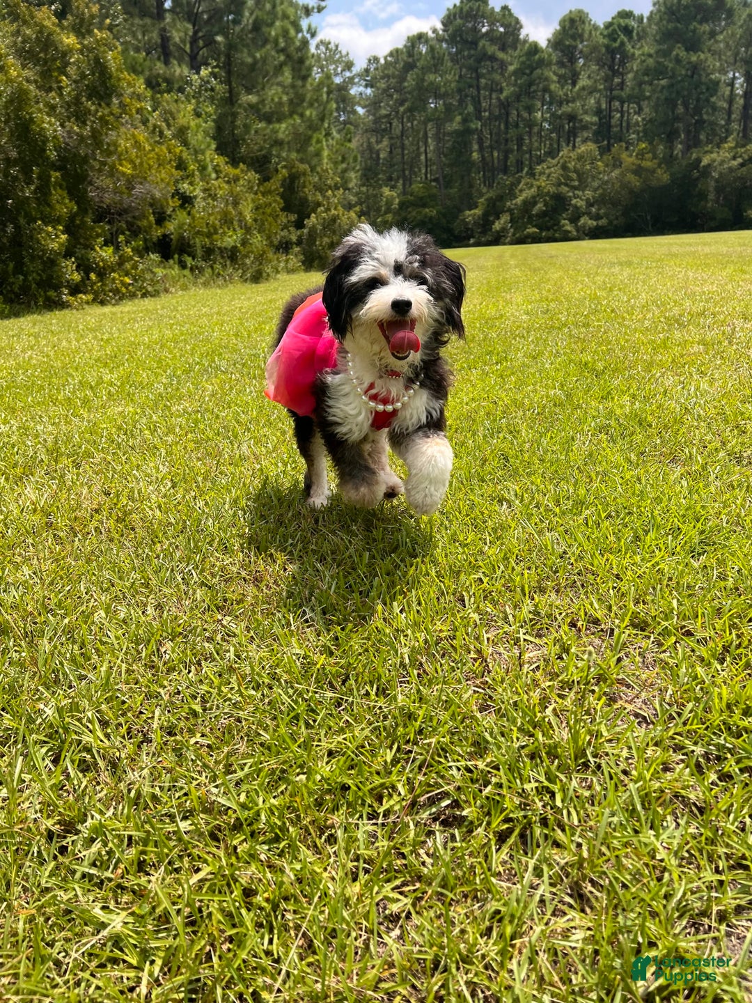 Aussiedoodle dogs for sale: Beau - Image 9
