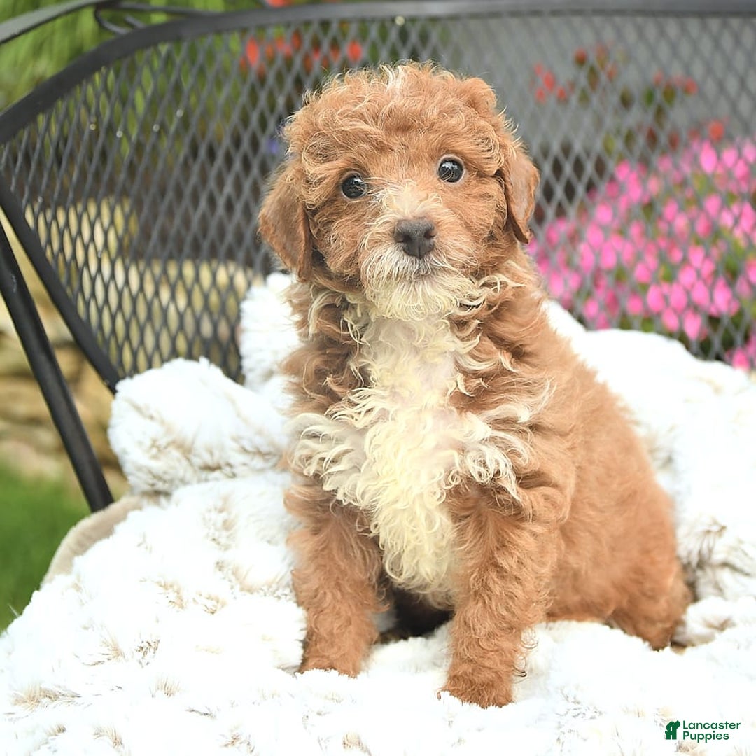 Mini Goldendoodle dogs for sale: Lilac - Image 3