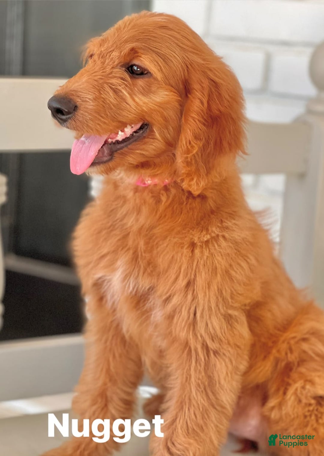 Goldendoodle dogs for sale: Nugget - Image 17