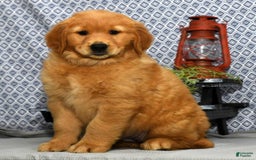 Golden Retriever dogs for sale: Marla - Image 7