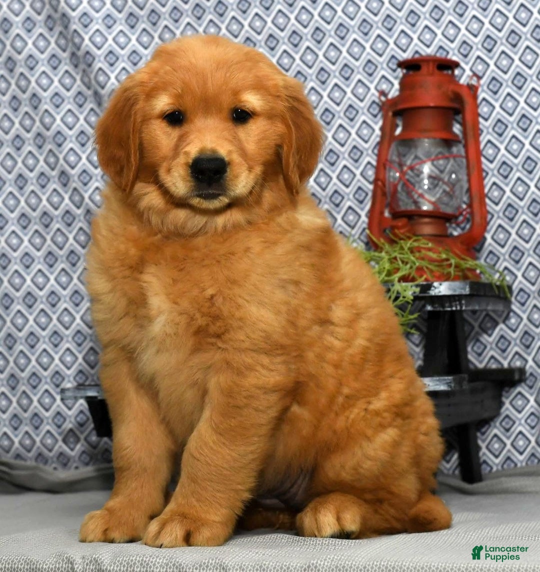Golden Retriever dogs for sale: Marla - Image 7