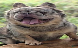 French Bulldog dogs for stud: Squirt - Image 2