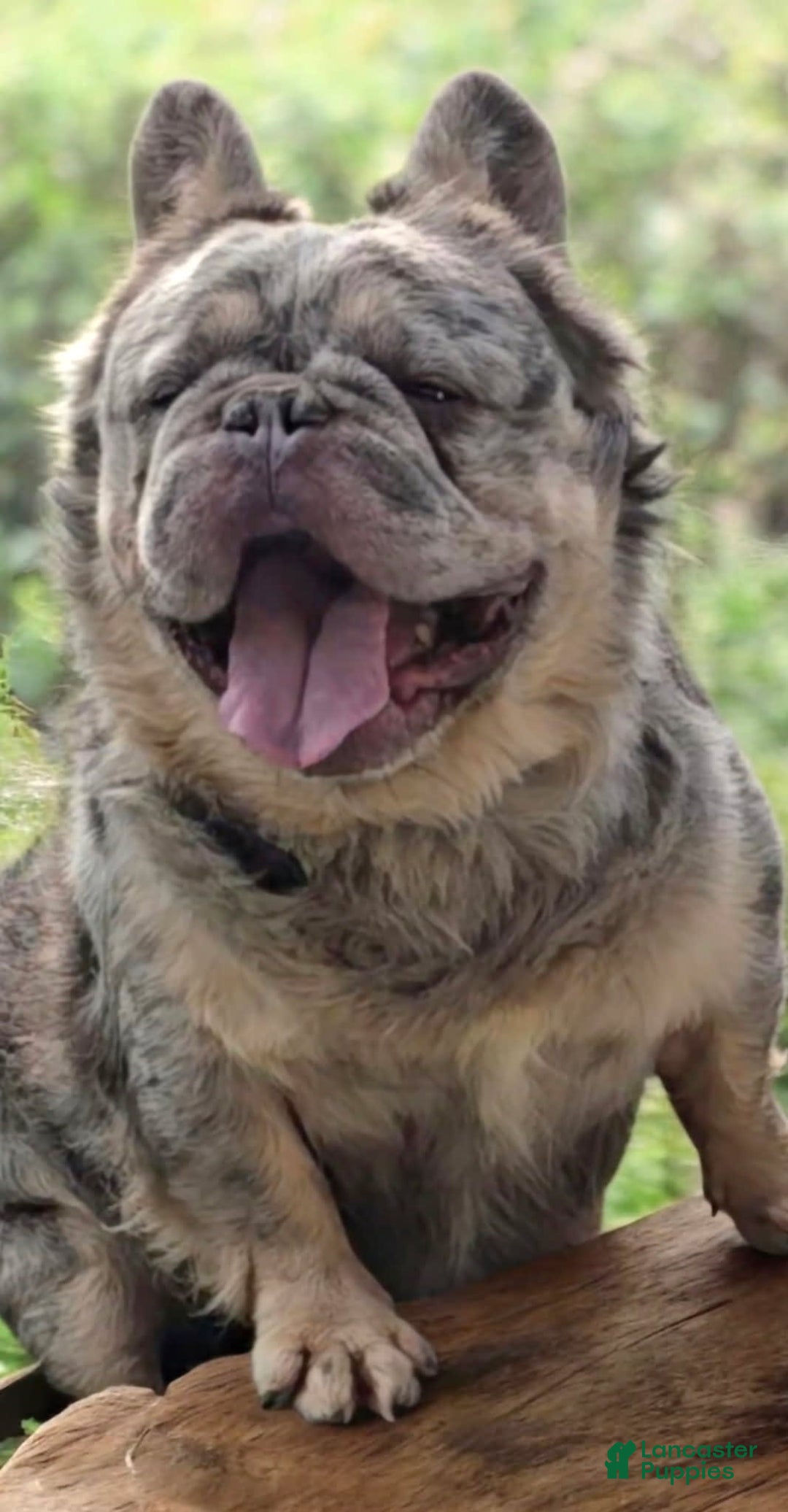 French Bulldog dogs for stud: Squirt - Image 2
