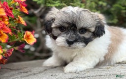Teddy Bear dogs for sale: Robby - Image 8