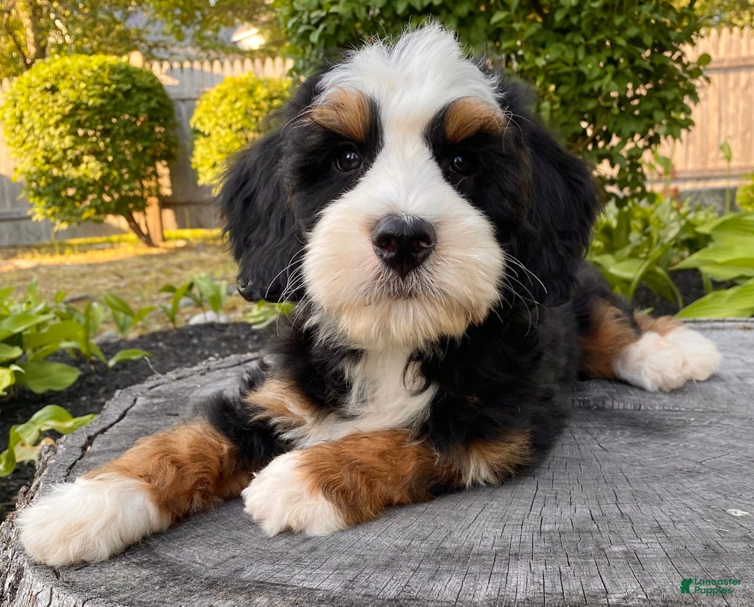 Mini Bernedoodle dogs for sale: ❤️ Boston Ma ❤️ Mini Bernedoodle - Image 29