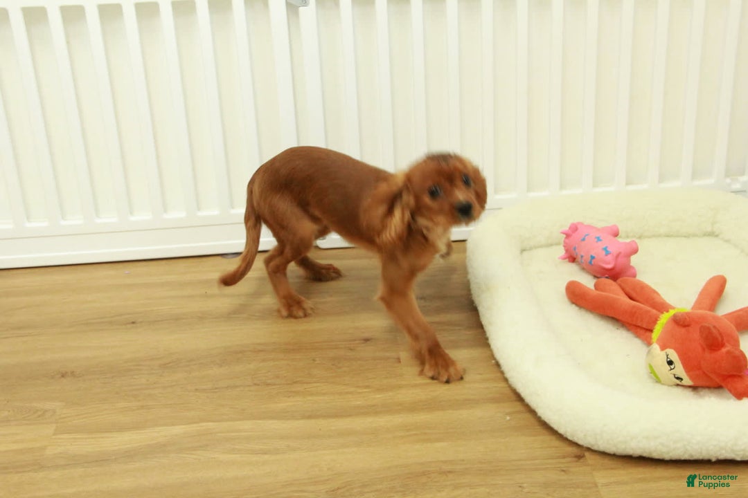 Cavalier King Charles Spaniel dogs for sale: Harley - Image 8