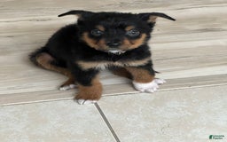 Bernese Mountain Dog dogs for sale: Nova - Image 2