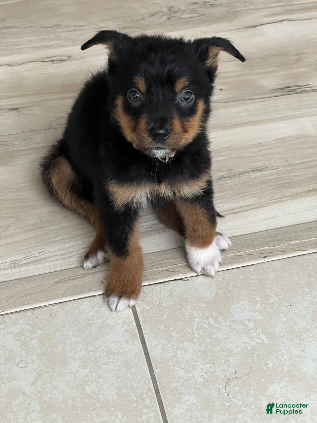Bernese Mountain Dog dogs for sale: Nova - Image 2