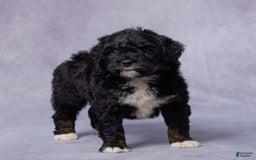 Mini Bernedoodle dogs for sale: Jewel - Image 2