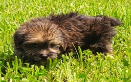 Shorkie dogs for sale: Flounder - Image 4