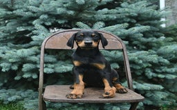 Doberman Pinscher dogs for sale: Precious - Image 4