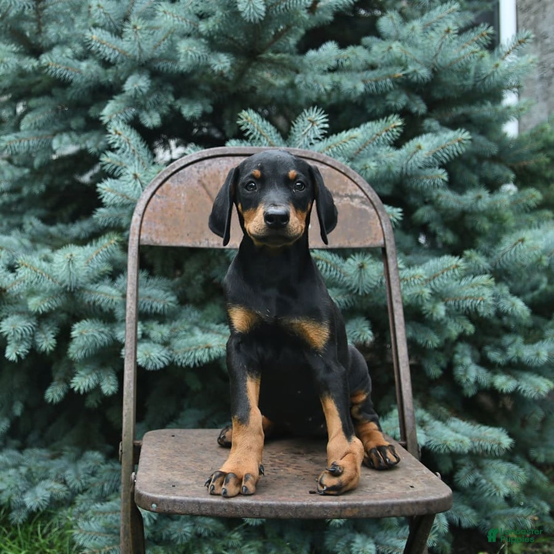 Doberman Pinscher dogs for sale: Precious - Image 4