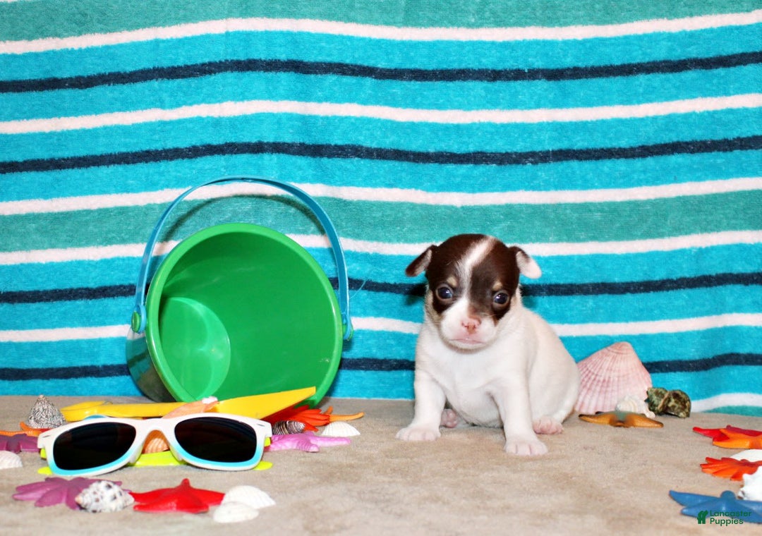 Chihuahua dogs for sale: Elsa - Image 1
