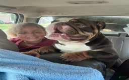 English Bulldog dogs for sale: Lavender - Image 5