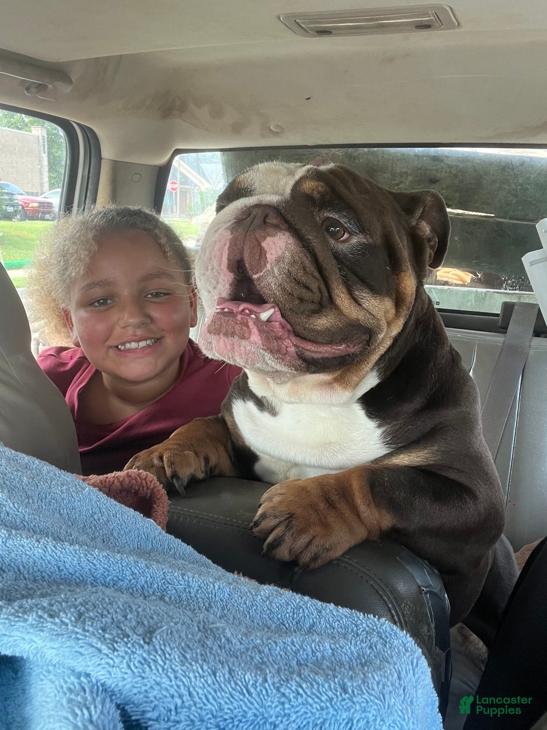 English Bulldog dogs for sale: Lavender - Image 5