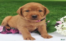 Labrador Retriever dogs for sale: Amber Skye - Image 2