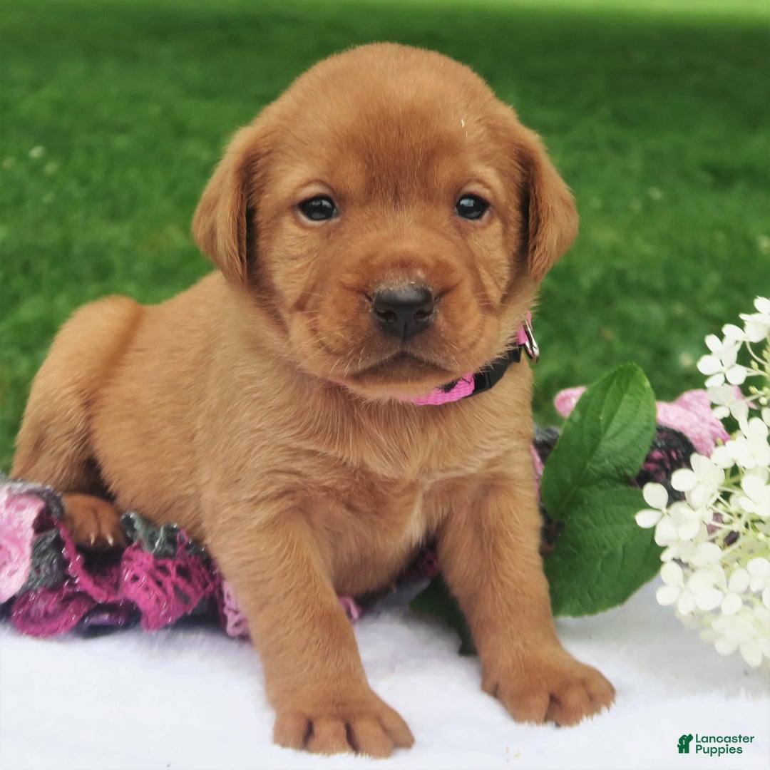 Labrador Retriever dogs for sale: Amber Skye - Image 2