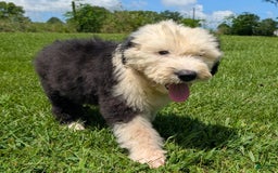 Old English Sheepdog dogs for sale: Fluffy - Image 16
