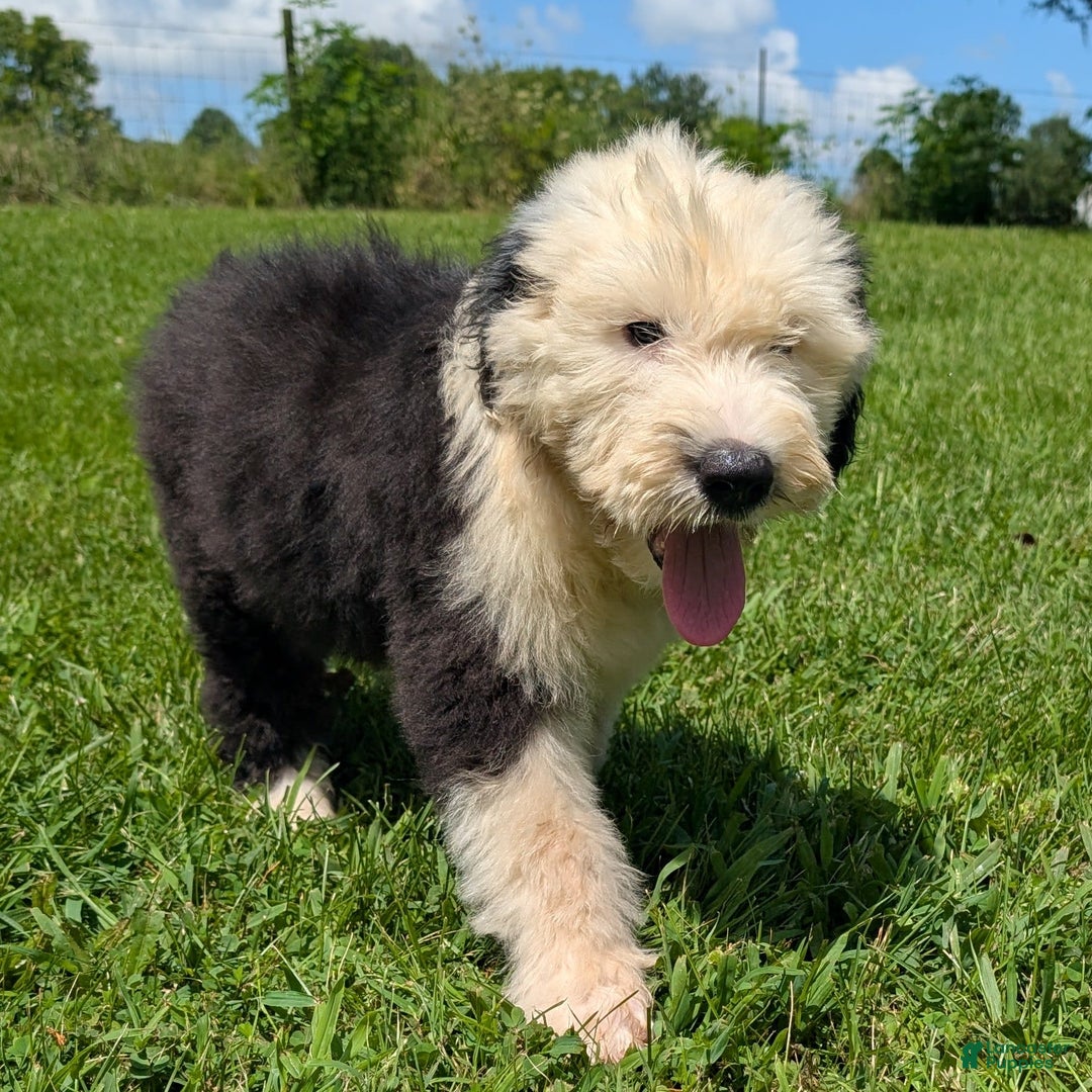 Old English Sheepdog dogs for sale: Fluffy - Image 16